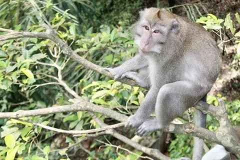 Long Tailed Macaque Monkey in Sacred Monkey Forest Ubud Bali Indonesia Stock Photos