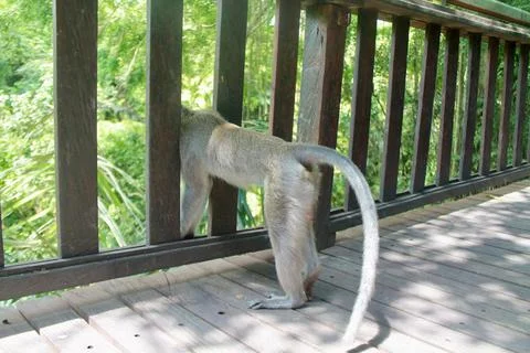 Long Tailed Macaque Monkey in Sacred Monkey Forest Ubud Bali Indonesia Stock Photos