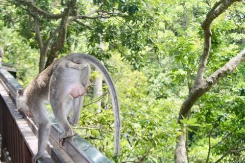 Long Tailed Macaque Monkey in Sacred Monkey Forest Ubud Bali Indonesia Stock Photos