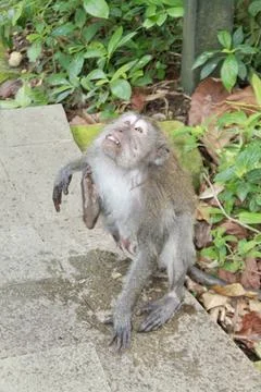 Long Tailed Macaque Monkey in Sacred Monkey Forest Ubud Bali Indonesia Stock Photos