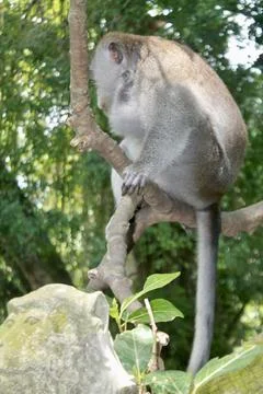 Long Tailed Macaque Monkey in Sacred Monkey Forest Ubud Bali Indonesia Stock Photos