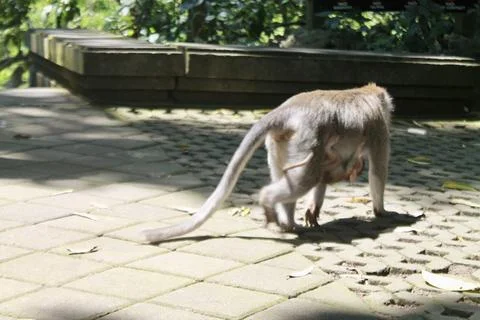 Long Tailed Macaque Monkey in Sacred Monkey Forest Ubud Bali Indonesia Stock Photos