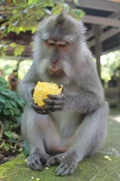Long Tailed Macaque Monkey in Sacred Monkey Forest Ubud Bali Indonesia Stock Photos