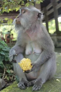 Long Tailed Macaque Monkey in Sacred Monkey Forest Ubud Bali Indonesia Stock Photos