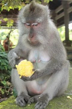 Long Tailed Macaque Monkey in Sacred Monkey Forest Ubud Bali Indonesia Stock Photos