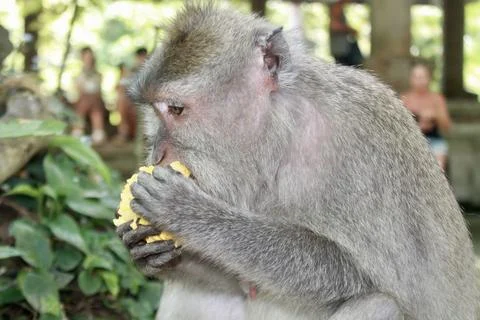 Long Tailed Macaque Monkey in Sacred Monkey Forest Ubud Bali Indonesia Фото