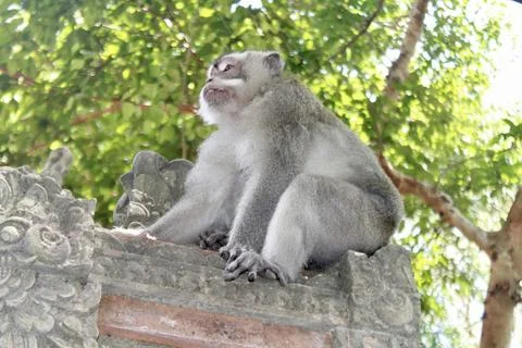 Long Tailed Macaque Monkey in Sacred Monkey Forest Ubud Bali Indonesia Stock Photos