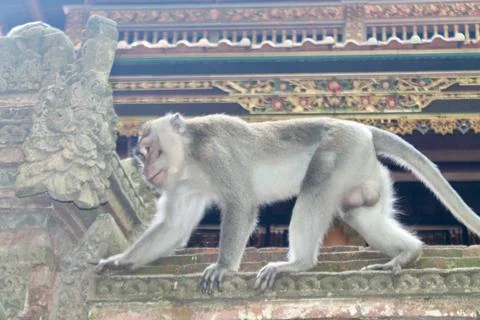 Long Tailed Macaque Monkey in Sacred Monkey Forest Ubud Bali Indonesia Stock Photos