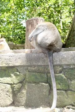 Long Tailed Macaque Monkey in Sacred Monkey Forest Ubud Bali Indonesia Stock Photos
