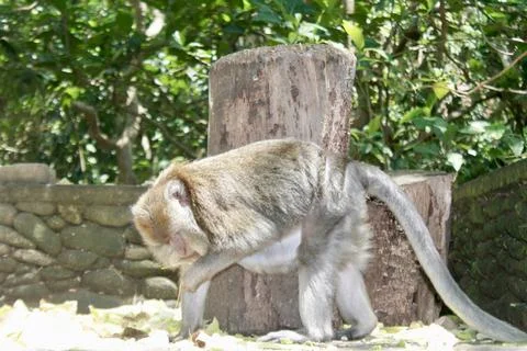 Long Tailed Macaque Monkey in Sacred Monkey Forest Ubud Bali Indonesia Stock Photos