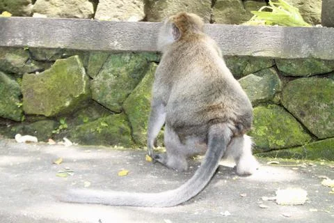 Long Tailed Macaque Monkey in Sacred Monkey Forest Ubud Bali Indonesia Stock Photos