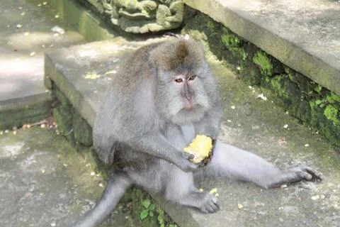 Long Tailed Macaque Monkey in Sacred Monkey Forest Ubud Bali Indonesia Stock Photos
