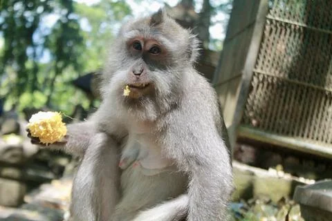 Long Tailed Macaque Monkey in Sacred Monkey Forest Ubud Bali Indonesia Stock Photos