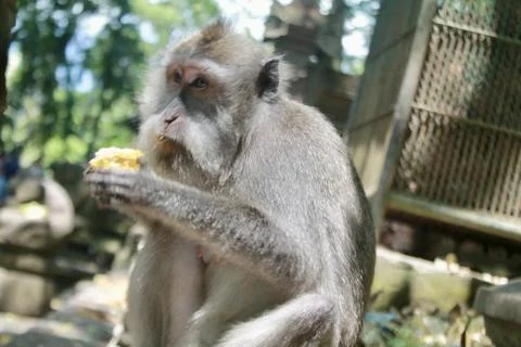 Long Tailed Macaque Monkey in Sacred Monkey Forest Ubud Bali Indonesia Stock Photos