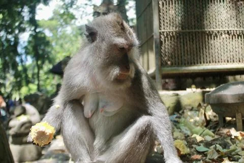 Long Tailed Macaque Monkey in Sacred Monkey Forest Ubud Bali Indonesia Stock Photos