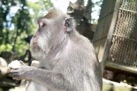 Long Tailed Macaque Monkey in Sacred Monkey Forest Ubud Bali Indonesia Stock Photos