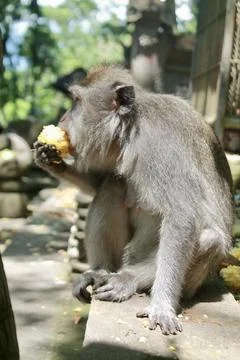 Long Tailed Macaque Monkey in Sacred Monkey Forest Ubud Bali Indonesia Stock Photos
