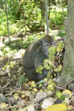 Long Tailed Macaque Monkey in Sacred Monkey Forest Ubud Bali Indonesia Stock Photos