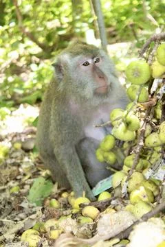 Long Tailed Macaque Monkey in Sacred Monkey Forest Ubud Bali Indonesia Фото