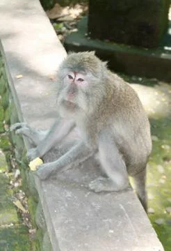 Long Tailed Macaque Monkey in Sacred Monkey Forest Ubud Bali Indonesia Stock Photos