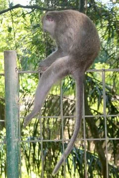 Long Tailed Macaque Monkey in Sacred Monkey Forest Ubud Bali Indonesia Stock Photos