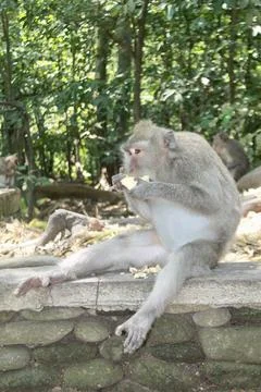 Long Tailed Macaque Monkey in Sacred Monkey Forest Ubud Bali Indonesia Stock Photos