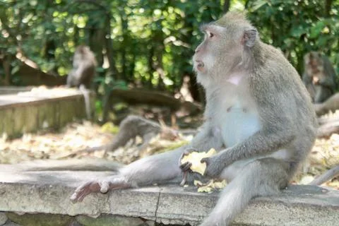 Long Tailed Macaque Monkey in Sacred Monkey Forest Ubud Bali Indonesia Stock Photos