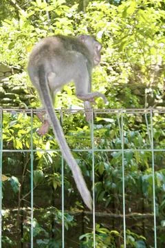 Long Tailed Macaque Monkey in Sacred Monkey Forest Ubud Bali Indonesia Stock Photos