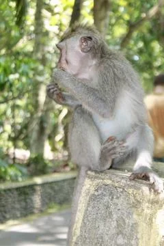 Long Tailed Macaque Monkey in Sacred Monkey Forest Ubud Bali Indonesia Stock Photos