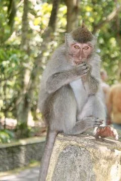 Long Tailed Macaque Monkey in Sacred Monkey Forest Ubud Bali Indonesia Stock Photos
