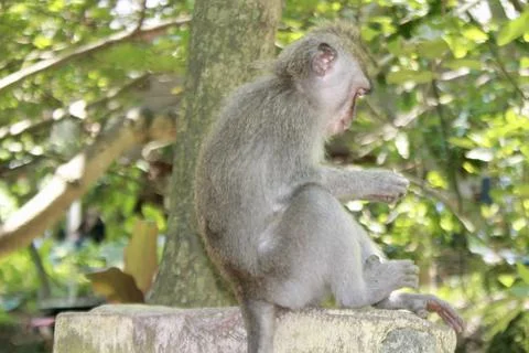 Long Tailed Macaque Monkey in Sacred Monkey Forest Ubud Bali Indonesia Stock Photos