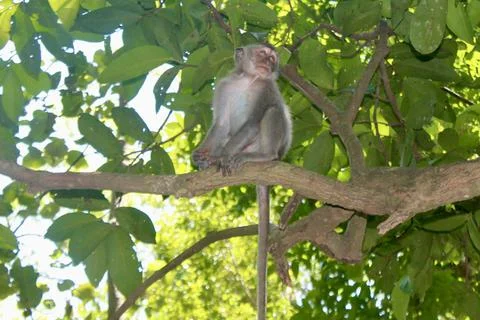 Long Tailed Macaque Monkey in Sacred Monkey Forest Ubud Bali Indonesia Stock Photos