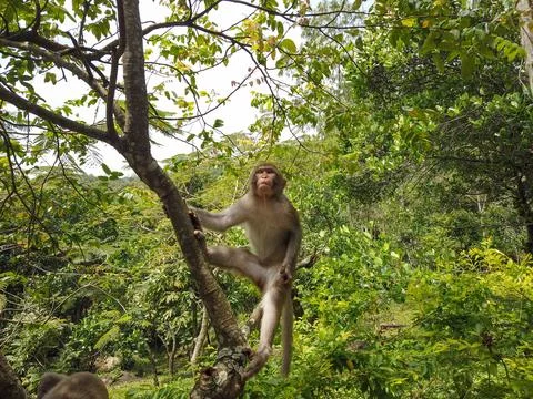 Long-Tailed Macaque Monkey Sitting in Tree and Looking Up in Tropical Forest Fotos de archivo