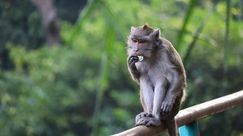 Long-Tailed Macaque Monkey Sitting on Railing and Eating Food Close Up Stock-Fotos