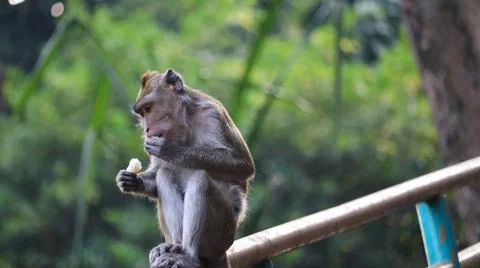 Long-Tailed Macaque Monkey Sitting on Railing Stock-Fotos