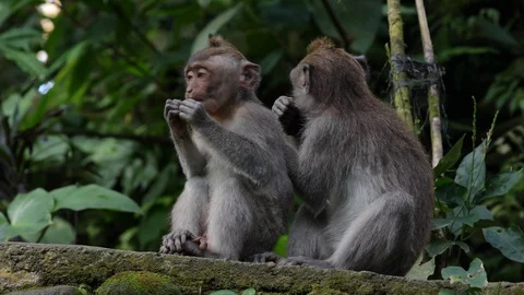 Long Tailed Macaque Monkeys in Monkey Forest Ubud, Bali Stock Footage 113122171
