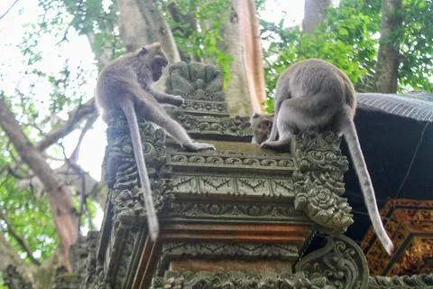 Long Tailed Macaque Monkeys in Monkey Forest Ubud Bali Indonesia Stock Photos