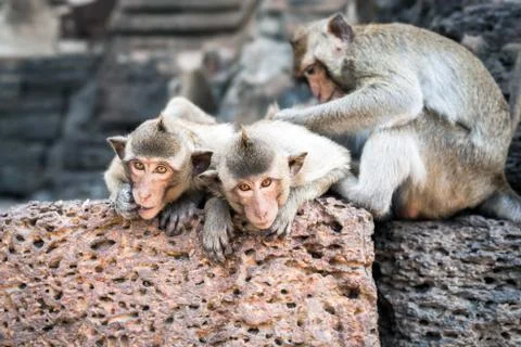 Long tailed macaque monkeys relaxing in thailand Stock Photos