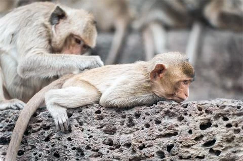 Long tailed macaque monkeys relaxing in Thailand Stock Photos