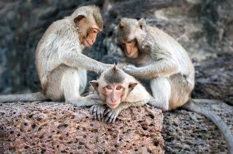 Long tailed macaque monkeys relaxing in Thailand Stock Photos