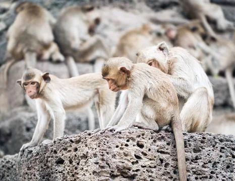 Long tailed macaque monkeys relaxing in Thailand Stock Photos