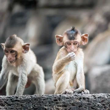 Long tailed macaque monkeys relaxing in Thailand Stock Photos