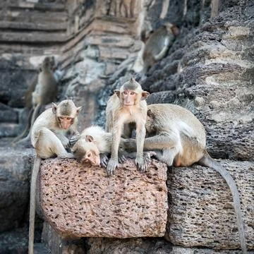 Long tailed macaque monkeys relaxing in Thailand Stock Photos