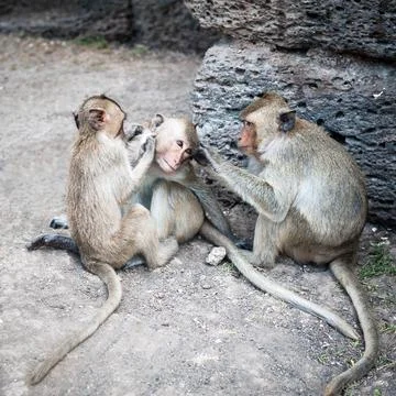 Long tailed macaque monkeys relaxing in Thailand Stock Photos