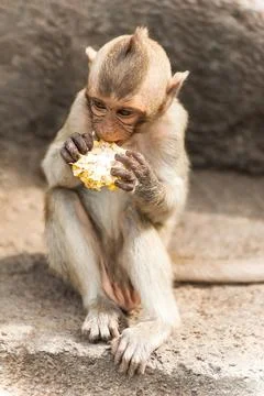 Long tailed macaque monkeys relaxing in Thailand Stock Photos