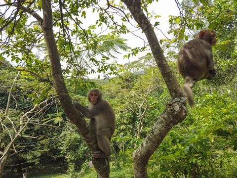 Long-Tailed Macaque Monkeys Sitting in Trees near Linh Ung Pagoda, Vietnam Fotos de archivo