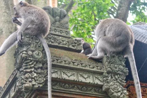 Long Tailed Macaque Monkeys Socializing in Forest Bali Фото