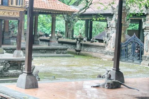 Long Tailed Macaque Monkeys Socializing in Sacred Monkey Forest  Bali Indonesia Stock Photos