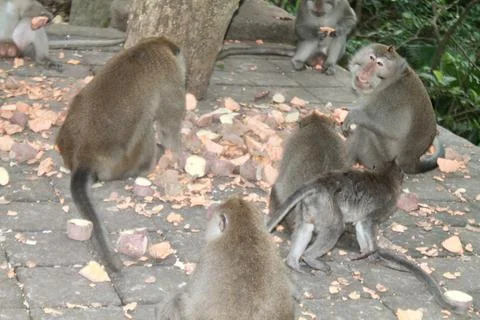Long Tailed Macaque Monkeys Socializing in Sacred Monkey Forest  Bali Indonesia Stock Photos