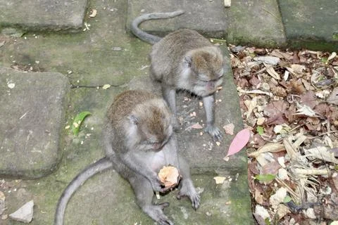 Long Tailed Macaque Monkeys Socializing in Sacred Monkey Forest  Bali Indonesia Stock Photos